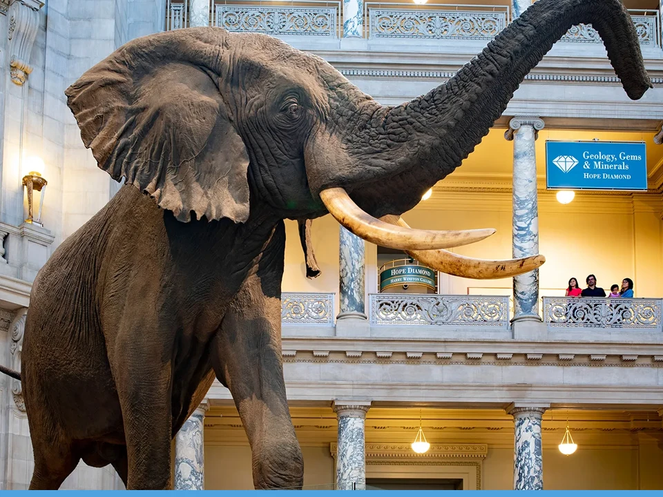 Smithsonian Museum