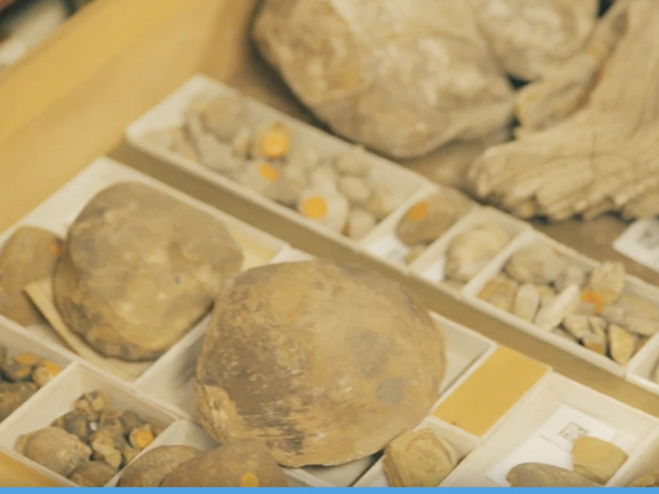 Natural History Tech